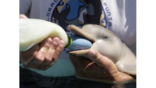 Delfines recién nacidos en Uruguay: ONG hará tarea de madre