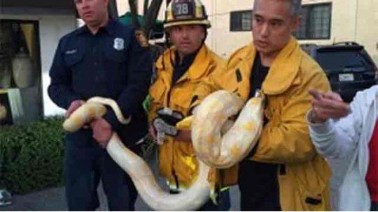 serpiente