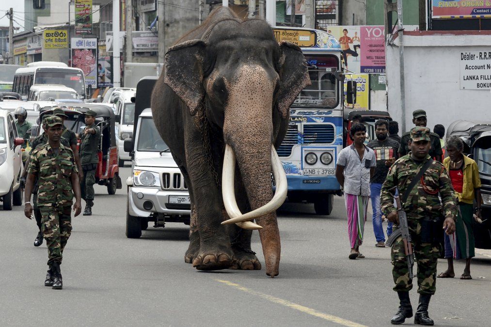 Un elefante con sus grandes colmillos llamado Nadungamuwa Raja es escoltado por personal de seguridad mientras camina, Sri Lanka.