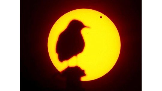 Venus inició su transición frente al Sol