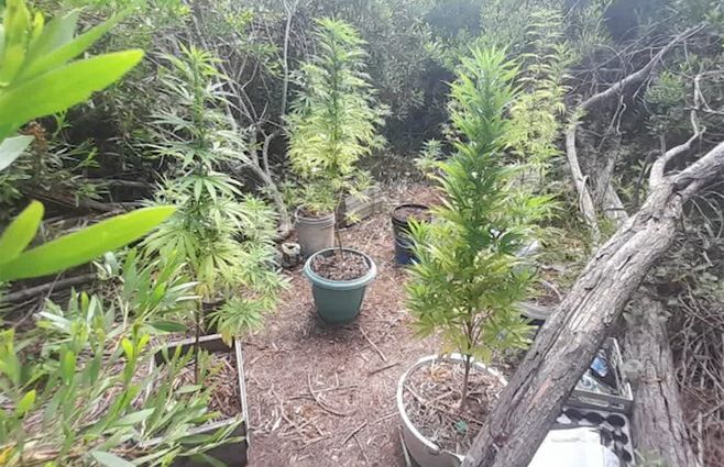plantas-cannabis-mujer-la-paloma.jpg