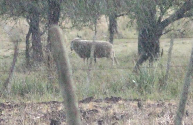 lluvia-oveja-campo-precipitaciones-sequia.jpg