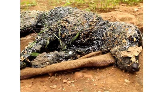 Impresionante rescate a un perro petrificado en la India