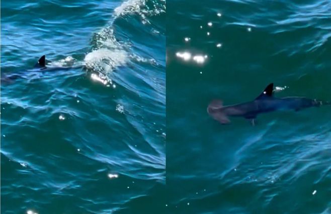 tiburon-martillo-en-la-paloma-Instagram-Josedapv