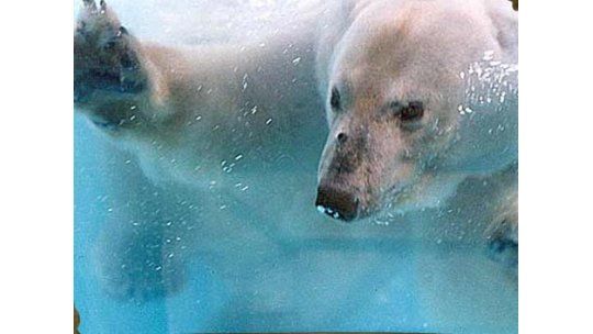 Murió oso polar del zoo de Bs.As afectado por calor y pirotecnia