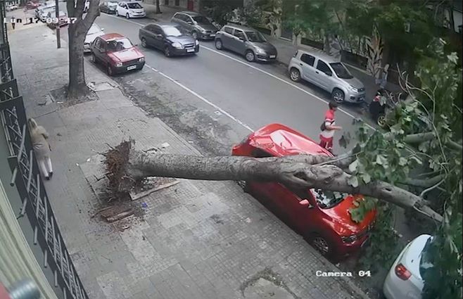 arbol-caido-cordon-autos-rotos.jpg