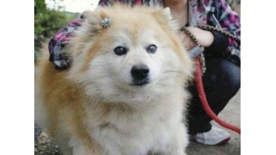 Muere el perro más viejo del mundo con 26 años