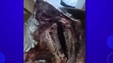 ADN confirmó que es una especie bovina el caso de mujer que denunció que le dieron un perro por cordero ADN confirmó que es una especie bovina el caso de mujer que denunció que le dieron un perro por cordero