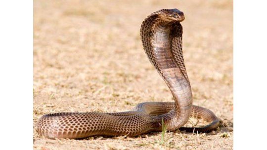 Campesino nepalí mata a mordiscos a una cobra