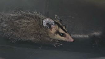 les tiro un papa noel que tenian arriba de la estufa: rescataron una comadreja escondida en una casa en shangrila