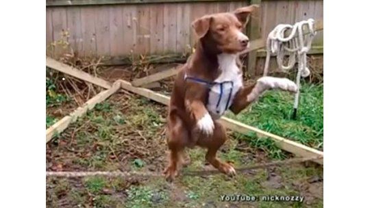 Perro logró el récord Guinness por caminar sobre la cuerda floja