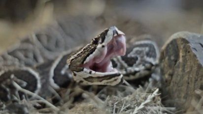 ¿cuales son las cuatro especies de serpientes peligrosas en uruguay y que hacer ante una mordida?