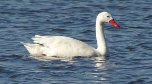 cisne-gripe-aviar-mgap