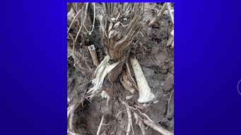 antropologos de la inddhh trabajaran con restos oseos humanos que aparecieron en el cementerio de carmelo