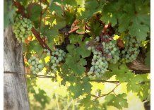 Los Cerros de San Juan: 160 años dedicados a producir vinos