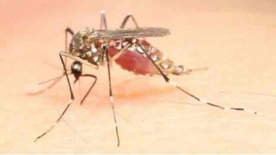 aedes