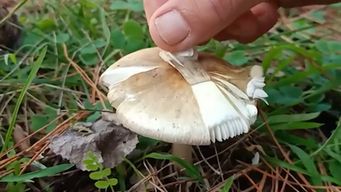 trasladaron a buenos aires al nino de 11 anos que esta grave por consumir hongos venenosos