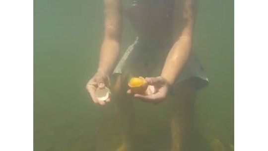 ¿Sabías qué ocurre si rompes un huevo bajo el agua?