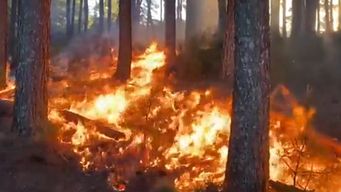 bomberos intervino en mas de 114 incendios de campos en el area metropolitana