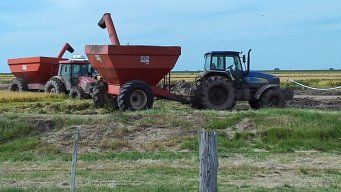 Néstor Santos, secretario regional de Cebollatí de la Asociación de Cultivadores de Arroz.