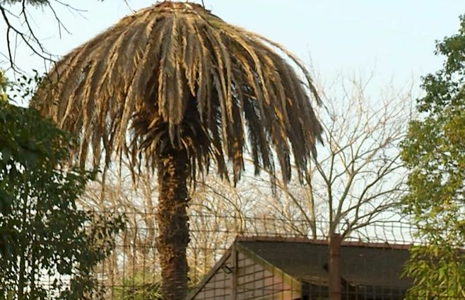 palmera-picudo-rojo-uruguay.jpg
