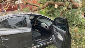 Árbol cae sobre un auto en el barrio Peñarol. Foto: Lorena Nachajón.