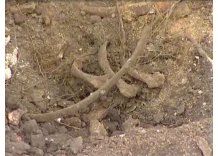 Según TNU, los restos hallados en Batallón 14 serían de un hombre