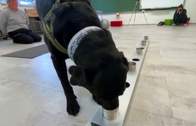 perro-coronavirus.jpg
