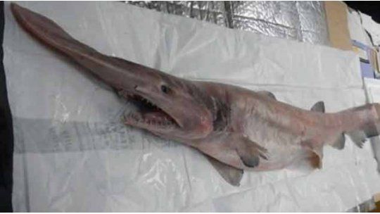 tiburones duende 4
