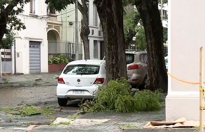 Temporal-pocitos-arbol-caido.jpg