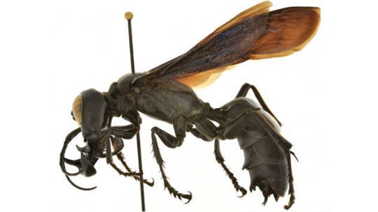 Descubren un ejemplar de avispa gigante en Indonesia