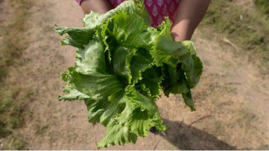 lechuga