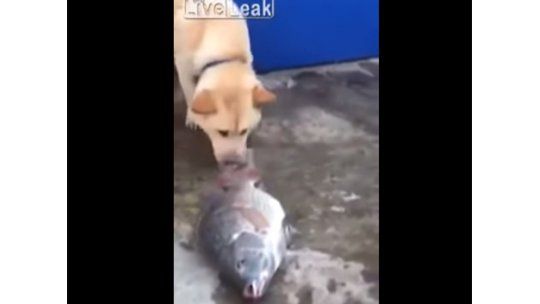 El perro que intenta salvar la vida a los peces echándoles agua