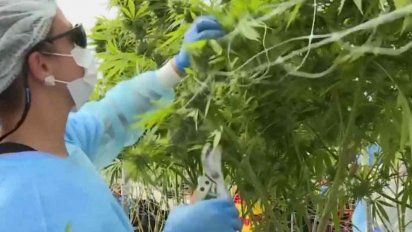 la empresa fotmer life concreto la primera exportacion de cannabis medicinal