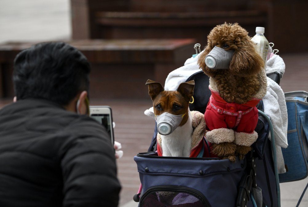 Un hombre tomas fotos de dos perros usando m&aacute;scaras en Shanghai.