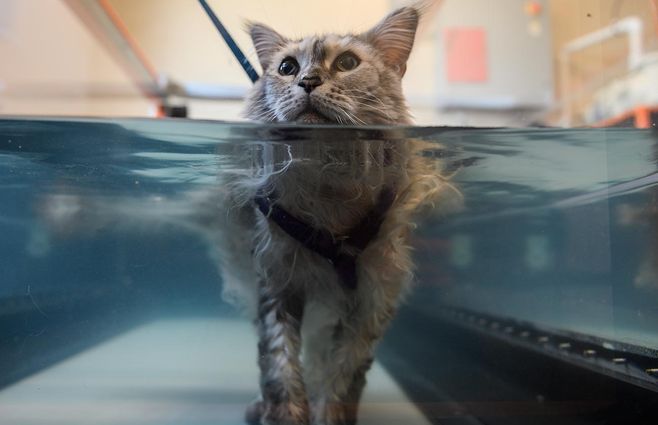 gato-hidroterapia-agua-afp.jpg
