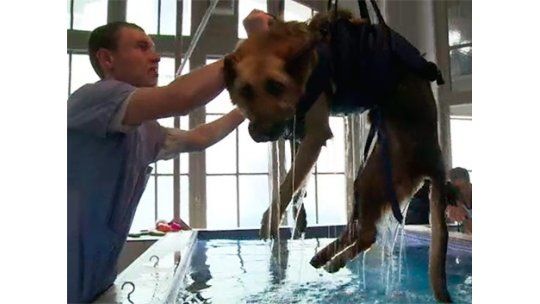 En París, los animales son rehabilitados igual que las personas