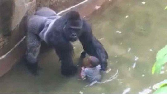 nino gorila zoo eeuu