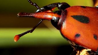 gobierno creo comite de especies exoticas invasoras para el combate del picudo rojo