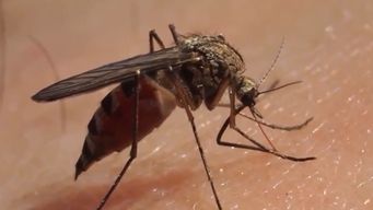 msp exhorto a tomar medidas de prevencion contra el dengue y emitio recomendaciones