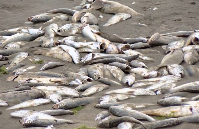 peces-muertos-piriapolis-playa.jpg