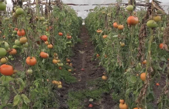 tomates-producción-rural.jpg