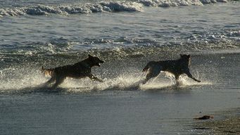 conoce las playas habilitadas para ir con mascotas en rocha y maldonado