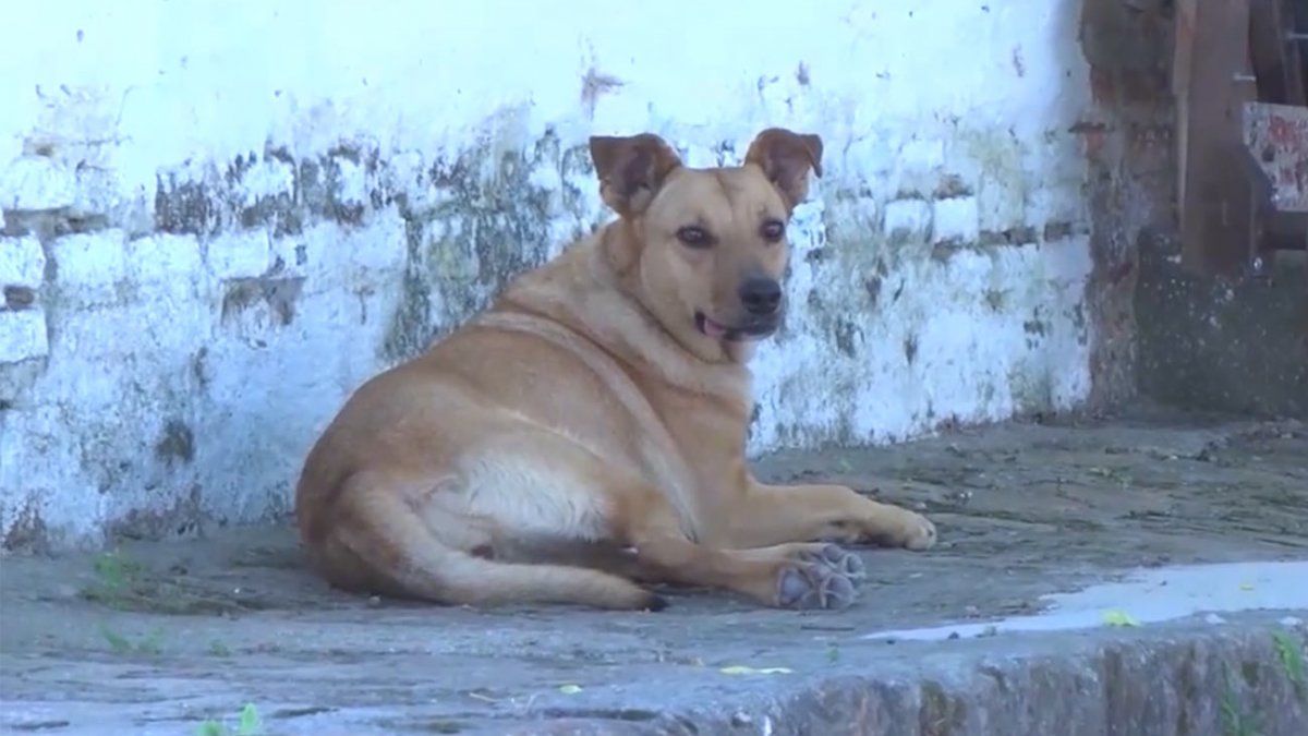 Castración y chip obligatorio: ¿cómo fiscaliza el INBA a dueños de perros y  gatos que no cumplan?