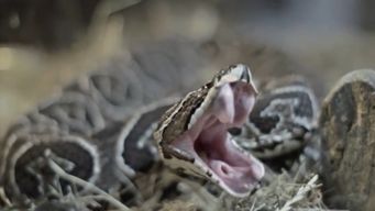 serpientes y aranas: como actuar ante una mordedura y que hacer para prevenirla