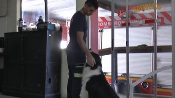 tito, el perro bombero que vive y comparte tareas en el destacamento de durazno
