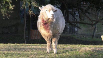 productores de florida afectados por reiterados ataques de jaurias