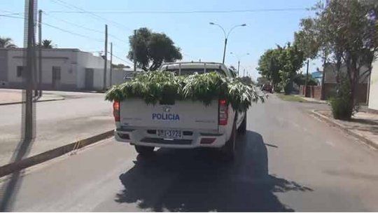marihuana plantas rocha