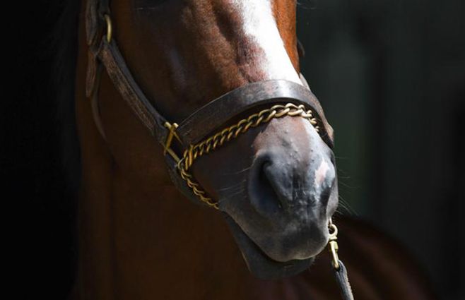 caballo-turf-Sonic-Mule.jpg
