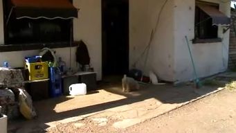 liga bichera pide colaboracion para enfrentar un brote de toxoplasmosis en 29 perros